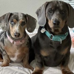 Dachshunds from Joni’s Coneys Delightful Dachshunds