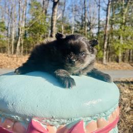 Vesper - Blue and tan male Pomeranian puppy in Buck Valley, Pennsylvania from Buck Valley Pomeranians