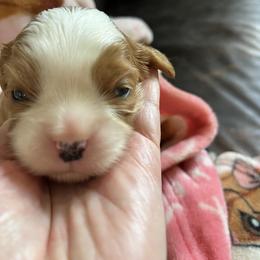 Beau - Blenheim male Cavalier King Charles Spaniel puppy in North Bay Village, Florida from Cynthia's Cavaliers