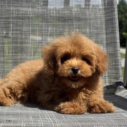 Buster - Red male Maltipoo puppy in Berea, Kentucky from Blair’s Furry Friends