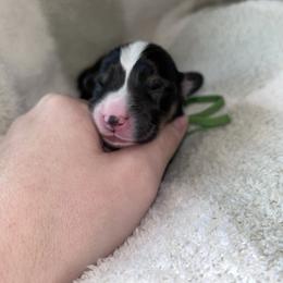Green collar - Black and tan male American Corgi puppy in Flat Rock, Alabama from Fluffy Butt Acres
