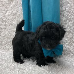 Kramer - Black & white male Maltipoo puppy in West Plains, Missouri from Puppies-4U