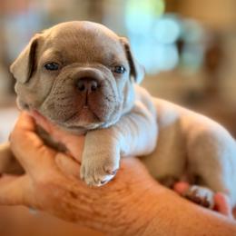 Maybell - Blue fawn female French Bulldog puppy in Hudsonville, Michigan from Willow Farm