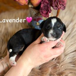 Lavender - Black tri-color female Aussiedoodle puppy in Lancaster, Minnesota from Finney Ranch