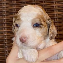 Wren - Parti female Goldendoodle puppy in Wake Forest, North Carolina from Wake Forest Darling Doodles