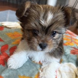 Luke - Chocolate tan and white male Biewer Terrier puppy in Granville, Ohio from Biewer Terriers of Stone Creek