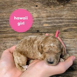 Hawaii - Apricot female Goldendoodle puppy in Cambridge, Minnesota from Country Meadow Doodles