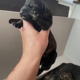Purple collar - Sable female German Shepherd puppy in Pahrump, Nevada from Wachhund Kennels