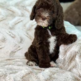 Macchiato - male Australian Labradoodle puppy in Clovis, California from Delta Doodless