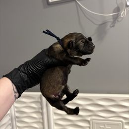 Denim - Sable female German Shepherd puppy in Knowlton Township, New Jersey from Augenblick Kennels