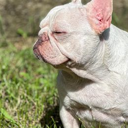 French Bulldogs and Poodles from Poos&Bulls Keepsake