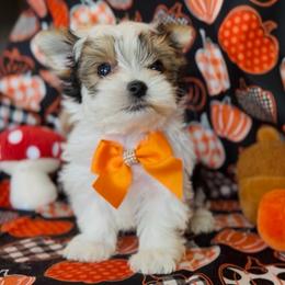 SteTson - Parti male Yorkshire Terrier puppy in Prosper, Texas from DaintyDawlz
