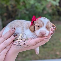 April - Piebald female Dachshund puppy in Bremen, Georgia from Doodles & Doxies