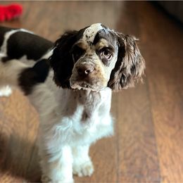 Beau - Cocker Spaniel