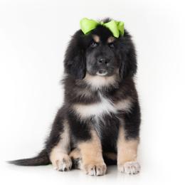 Green Boy Girl - Black and tan female Tibetan Mastiff puppy in Illinois from Adynasty Tibetan Mastiffs