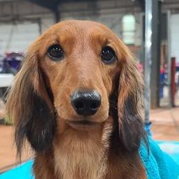 Border Collies and Dachshunds from Roughstock Border Collies and Dachshunds