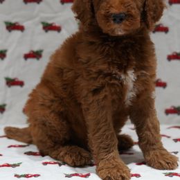 Aussiedoodle Puppies from Vesbach Doodle Valley Farm