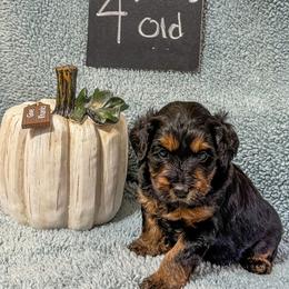Australian Labradoodle Puppies from Forever Friends Labradoodles