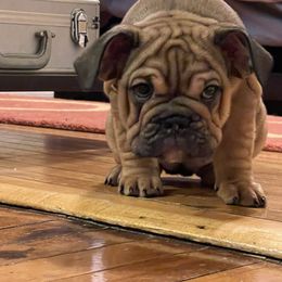 Toph - Bulldog puppy in Milwaukee, Wisconsin from Castle Manor Bulldogs