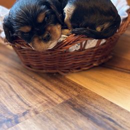 Cavalier King Charles Spaniel and Cavapoo Puppies from Cavaliers of Windsor