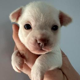 Captain - White male Chihuahua puppy in Coweta, Oklahoma from Green Country Chihuahuas