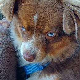 Toy Australian Shepherd Puppies from SLASH SEVEN Toy Aussies
