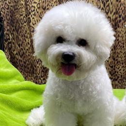 Jasper - White male Bichon Frise puppy in Apple Valley, California from God’s Creatures