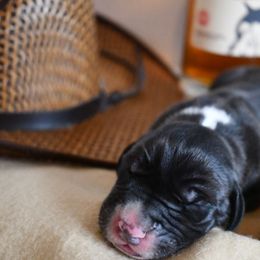 Great Dane Puppies from Gigantes de Cervantes