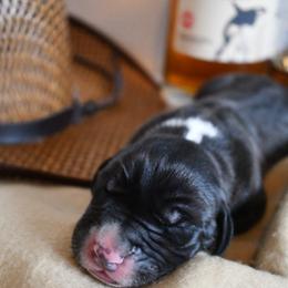 Great Dane Puppies from Gigantes de Cervantes