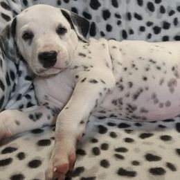 Dalmatians from Point Hope's Sublime Dalmatians
