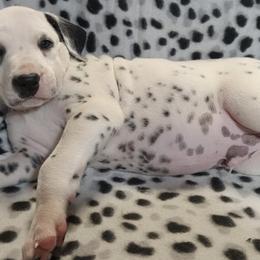 Dalmatians from Point Hope's Sublime Dalmatians