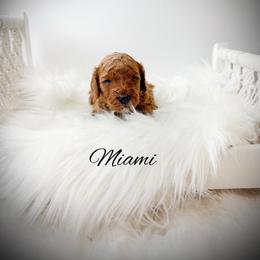 Miami - Red  female Goldendoodle puppy in from Pink Poodles and Doodles