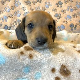 Girl 2 - Cream female Dachshund puppy in Moriarty, New Mexico from Lil Smokey’s of New Mexico