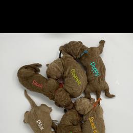 Goldendoodle Puppies from Bear Ridge Doodles