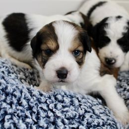 Bernedoodle, Goldendoodle, and Poodle Puppies from Raintree Standard Poodles & Mini Doodles