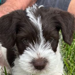 Red collar - Parti male Miniature Schnauzer puppy in Bridgeport, Alabama from Whitts Black Pearl Miniature Schnauzers
