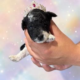 Dulce - Parti female Poodle puppy in Gainesville, Florida from Pet Inn Xxweetdoodles