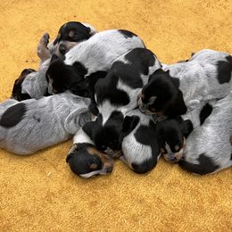 "three weeks old" Bluetick Coonhound and Labrador Retriever Puppies from Five Oaks Retreat