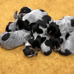 "three weeks old" Bluetick Coonhound and Labrador Retriever Puppies from Five Oaks Retreat