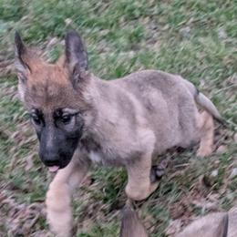 Odom's in Ingrid's Grace - Sable female German Shepherd puppy in Springtown, Texas from Odom's German Shepherds