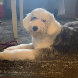 AKC Julia - Old English Sheepdog