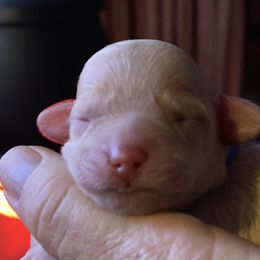Australian Labradoodle Puppies from Tiny Treasures Australian Labradoodles