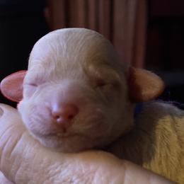 Australian Labradoodle Puppies from Tiny Treasures Australian Labradoodles