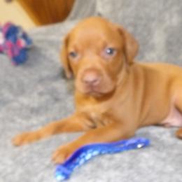 Vizsla Puppies from Roz Vizslas
