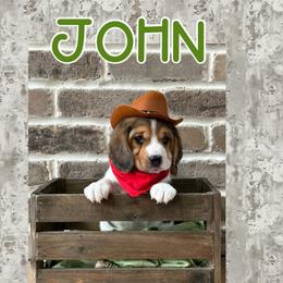 Boy 4 - Beagle puppy from Southern Charm Beagles