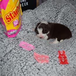 Australian Shepherd Puppies from Faith Built Ranch