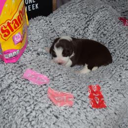 Australian Shepherd Puppies from Faith Built Ranch