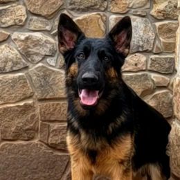 Hans - German Shepherd puppy in Clifton, Virginia from Von Haus Wisen Baker German Shepherds