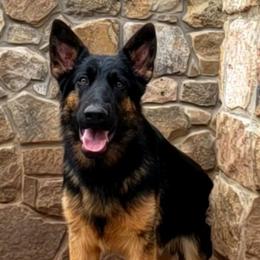 Hans - German Shepherd puppy in Clifton, Virginia from Von Haus Wisen Baker German Shepherds