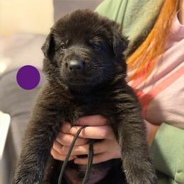 Gorlagon-Purple - Black male German Shepherd puppy in Medical Lake, Washington from Nine Realms German Shepherds